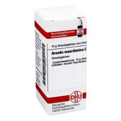 Arundo mauritanica C30 DHU Glob. 10g