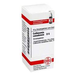 Collinsonia canadensis D6 DHU Glob. 10g