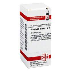 Plantago major D6 DHU 10g Glob.