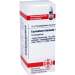 Equisetum hiemale D12 DHU 10g Glob.
